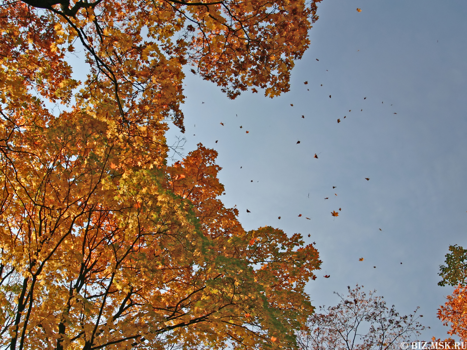 Осень ветер листопад